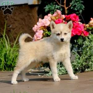 Sammy, Pomsky Puppy