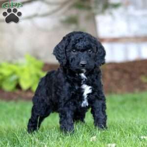 Sammy, Miniature Poodle Mix Puppy