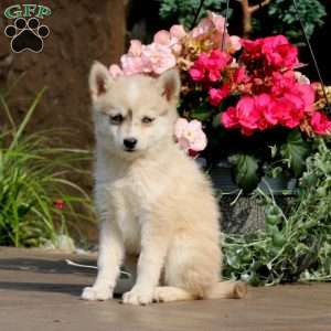Sammy, Pomsky Puppy