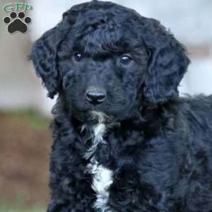 Sammy, Miniature Poodle Mix Puppy