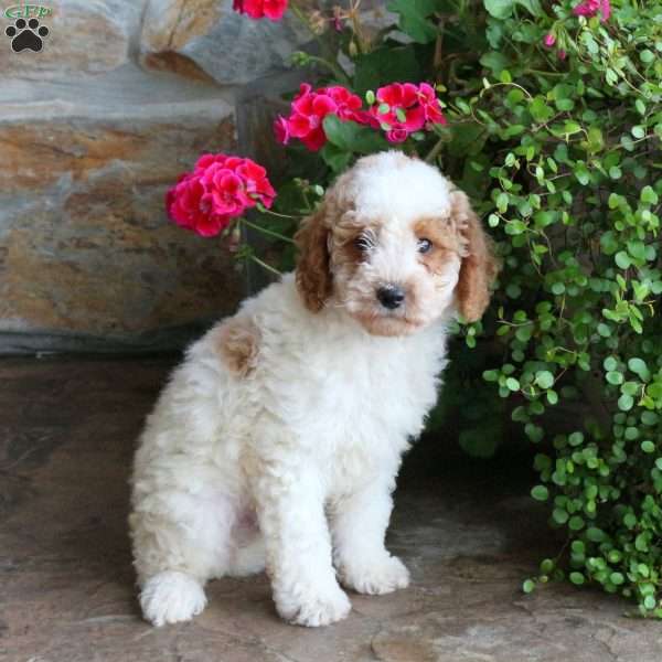 Sampson, Miniature Poodle Puppy