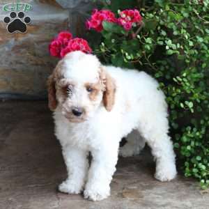 Sampson, Miniature Poodle Puppy