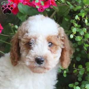 Sampson, Miniature Poodle Puppy