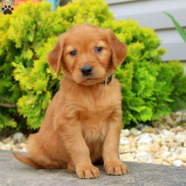 Samson, Golden Retriever Puppy