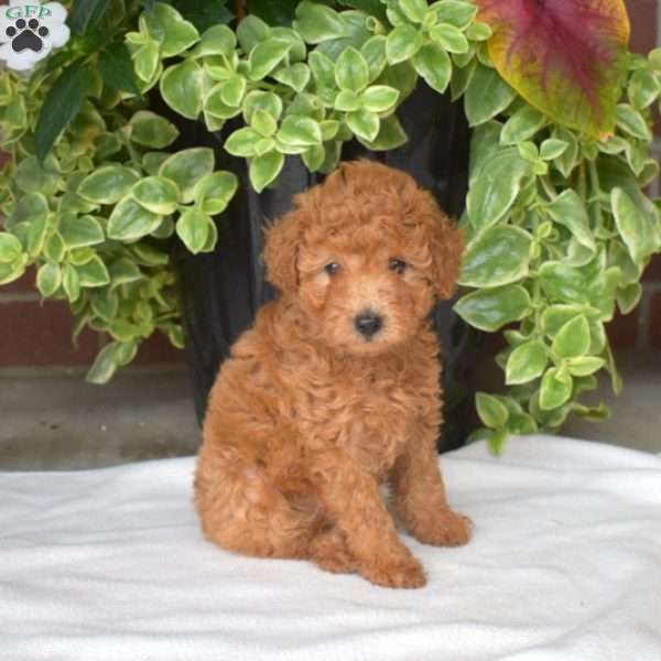 Samson, Toy Poodle Puppy