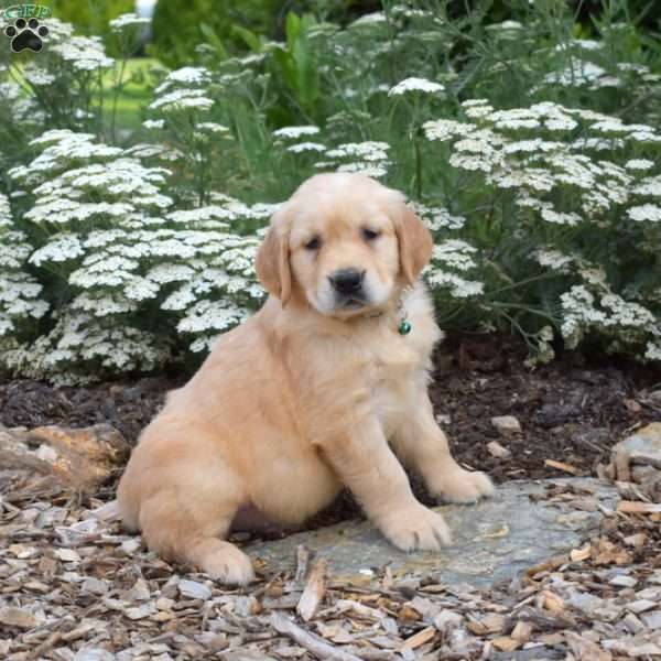 Samson, Golden Retriever Puppy