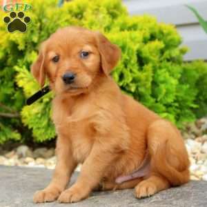 Samson, Golden Retriever Puppy