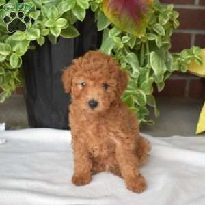 Samson, Toy Poodle Puppy