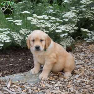 Samson, Golden Retriever Puppy