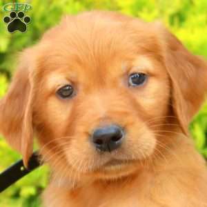 Samson, Golden Retriever Puppy