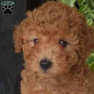 Samson, Toy Poodle Puppy