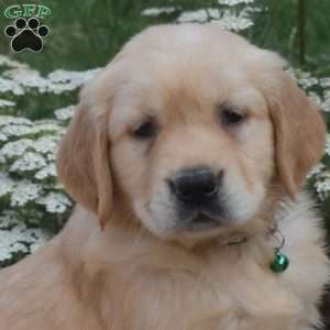 Samson, Golden Retriever Puppy