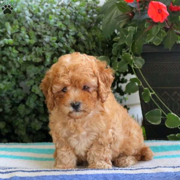Sandy, Bich-Poo Puppy
