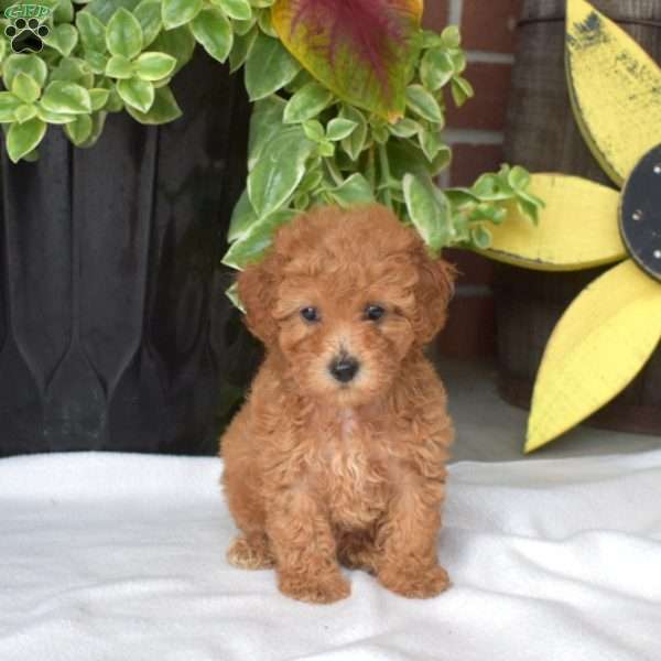 Sandy, Toy Poodle Puppy