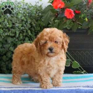 Sandy, Bich-Poo Puppy