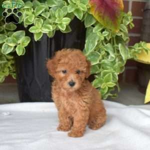 Sandy, Toy Poodle Puppy