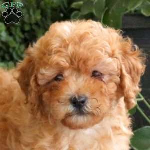 Sandy, Bich-Poo Puppy