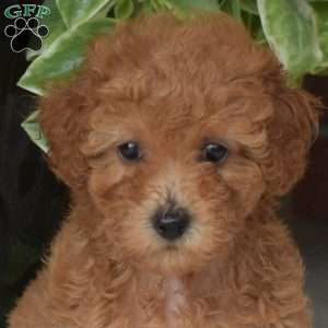 Sandy, Toy Poodle Puppy