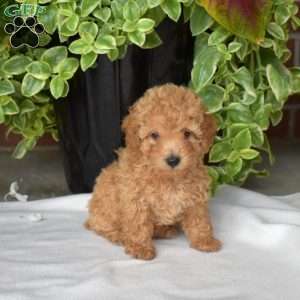 Santa, Toy Poodle Puppy