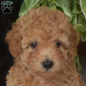 Santa, Toy Poodle Puppy