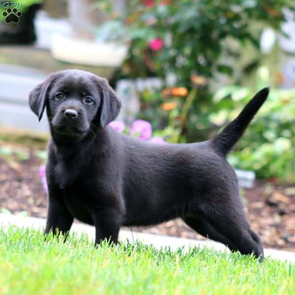 Sara, Black Labrador Retriever Puppy