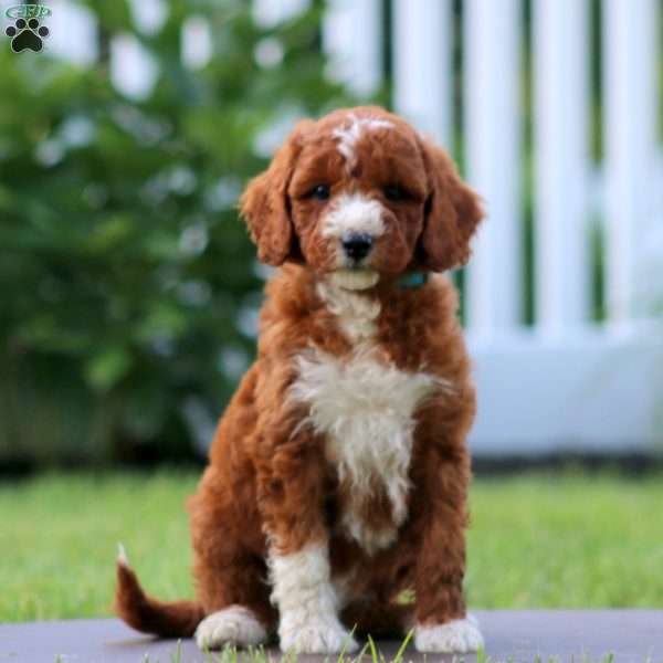 Sara, Mini Goldendoodle Puppy