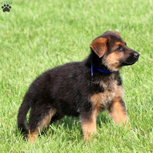 Sara, German Shepherd Puppy