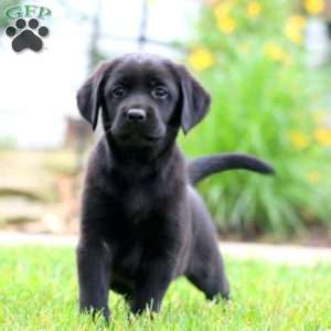 Sara, Black Labrador Retriever Puppy