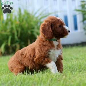 Sara, Mini Goldendoodle Puppy