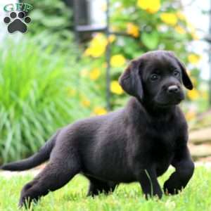 Sara, Black Labrador Retriever Puppy