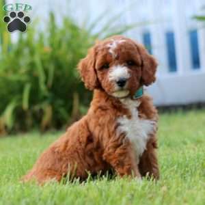 Sara, Mini Goldendoodle Puppy