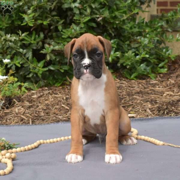 Sarge, Boxer Puppy