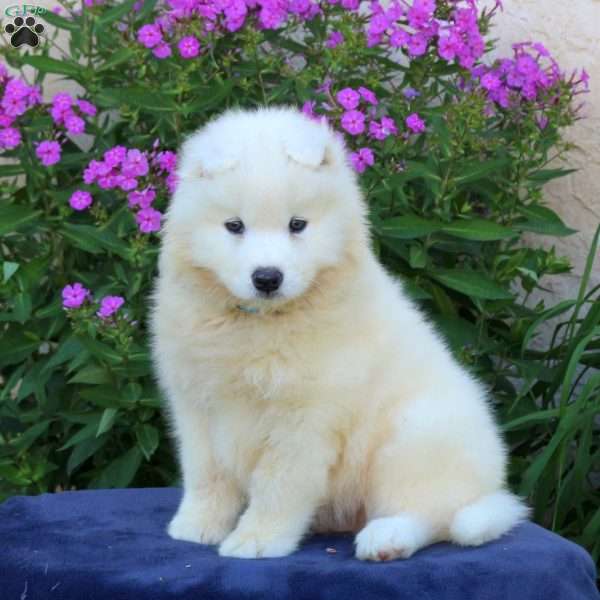Sarge, Samoyed Puppy