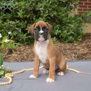 Sarge, Boxer Puppy