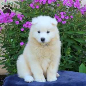 Sarge, Samoyed Puppy