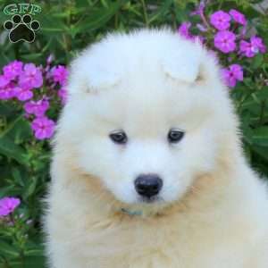 Sarge, Samoyed Puppy