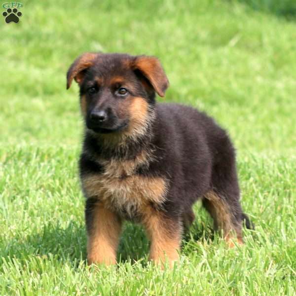 Sarge, German Shepherd Puppy