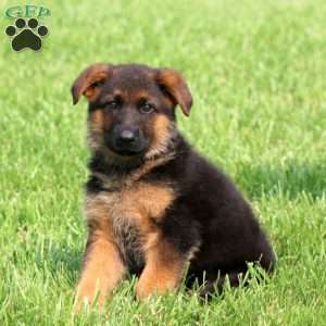 Sarge, German Shepherd Puppy