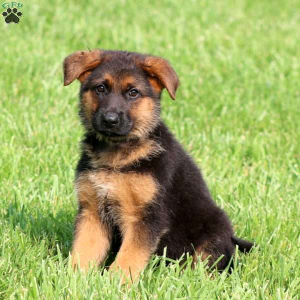 Sasha, German Shepherd Puppy
