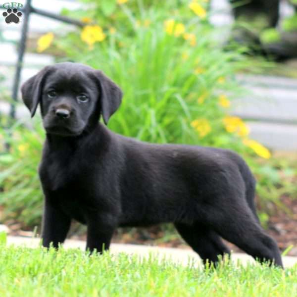 Sasha, Black Labrador Retriever Puppy