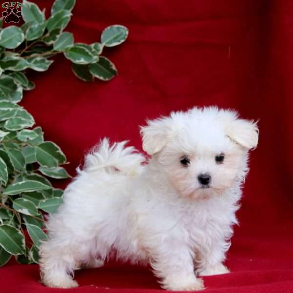 Sasha, Maltese Puppy