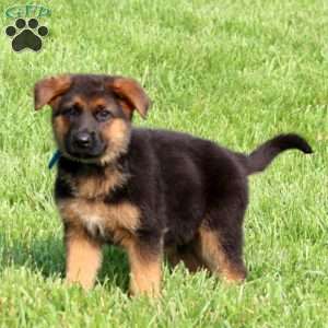 Sasha, German Shepherd Puppy