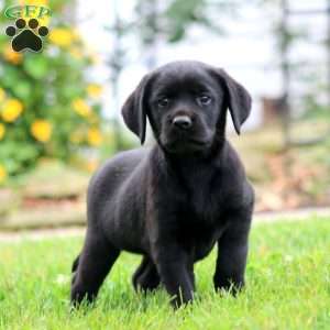 Sasha, Black Labrador Retriever Puppy