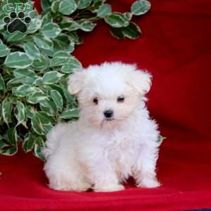 Sasha, Maltese Puppy