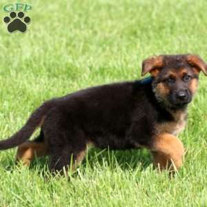 Sasha, German Shepherd Puppy