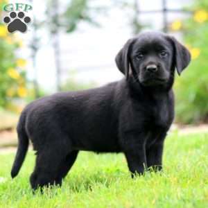 Sasha, Black Labrador Retriever Puppy