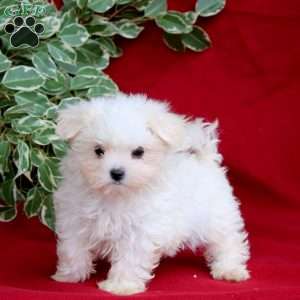 Sasha, Maltese Puppy