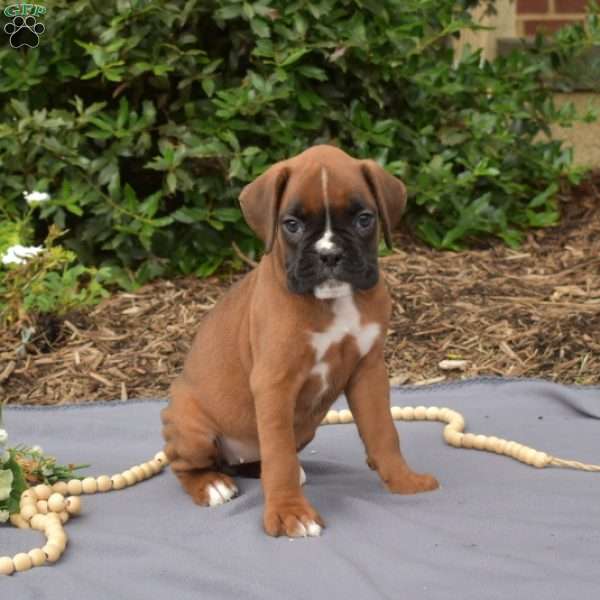 Sassy, Boxer Puppy