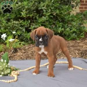 Sassy, Boxer Puppy