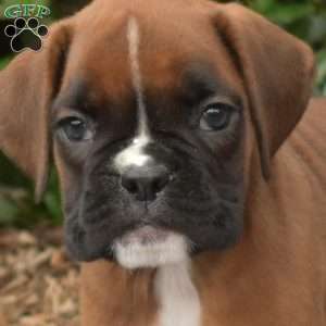 Sassy, Boxer Puppy